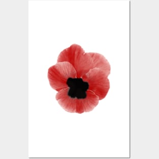 Poppy Print Posters and Art